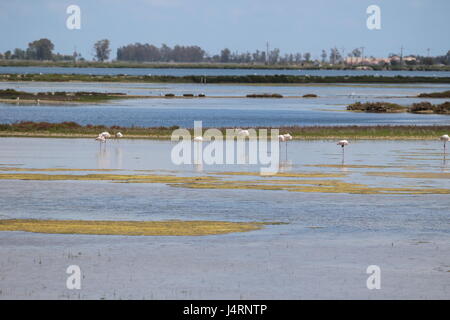 Alimentazione fenicotteri sul delta del fiume Ebro in Spagna Foto Stock