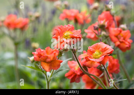 Vivacemente colorato Geums in primavera. Foto Stock