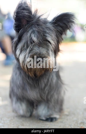 Skye Terrier è una razza di cane che è una lunga e bassa, Hardy terrier Foto Stock