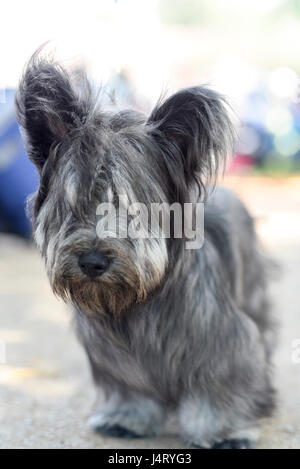 Skye Terrier è una razza di cane che è una lunga e bassa, Hardy terrier Foto Stock