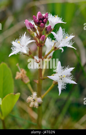 Bogbean - Menyanthes trifoliata acquatico impianto di lago Foto Stock