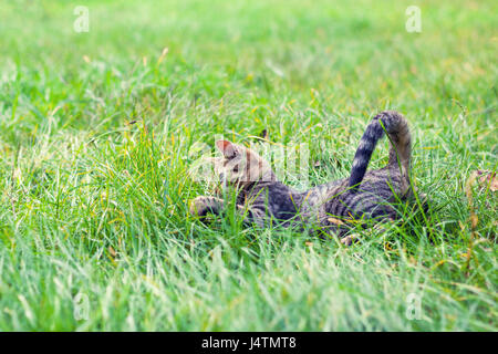 Poco carino gattino nasconde sull'erba Foto Stock