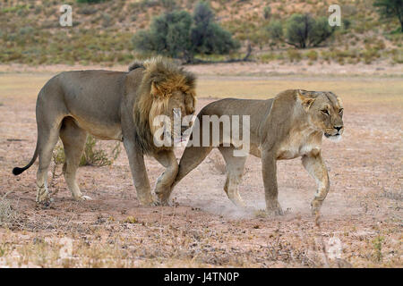 Leoni africani nel Kgalagadi Parco transfrontaliero, Botswana Foto Stock