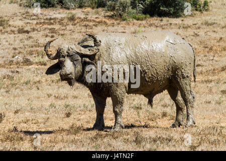 Bufalo nell'Addo Elephant Park Foto Stock
