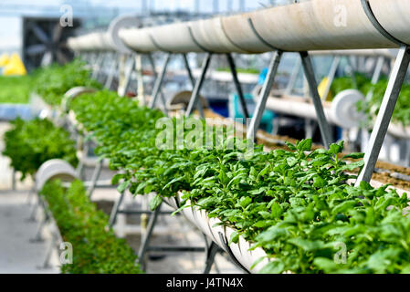 Agricoltura verticale, agricoltura biologica Foto Stock