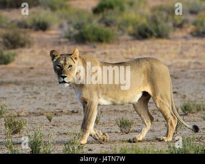 Femmina di leone africano nel Kgalagadi Parco transfrontaliero, Botswana Foto Stock