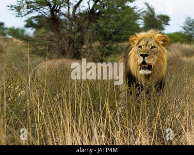 Leone africano nel Kgalagadi Parco transfrontaliero, Botswana Foto Stock