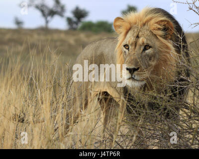 Leone africano nel Kgalagadi Parco transfrontaliero, Botswana Foto Stock