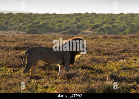 Leone africano nel Kgalagadi Parco transfrontaliero, Botswana Foto Stock