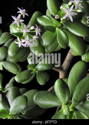 Crassula ovata con fiori, noto anche come impianto di giada o money tree, amicizia albero, Lucky stabilimento su sfondo nero Foto Stock