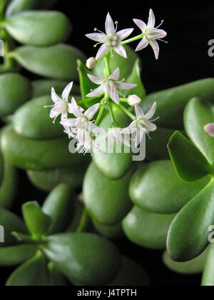 Crassula ovata con fiori, noto anche come impianto di giada o money tree, amicizia albero, Lucky stabilimento su sfondo nero Foto Stock