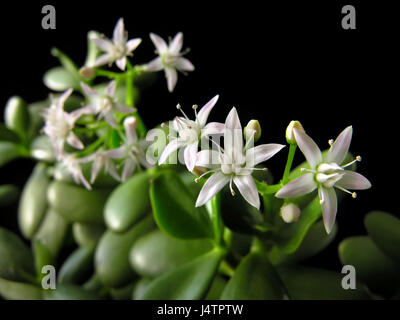 Crassula ovata con fiori, noto anche come impianto di giada o money tree, amicizia albero, Lucky stabilimento su sfondo nero Foto Stock