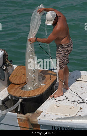 La pesca di queste esche utilizzando un cast net da una piccola barca sul Golfo del Messico in Florida USA L'uomo lo sbarco una dichiarazione delle catture di pesci di piccole dimensioni. Aprile 2017 Foto Stock