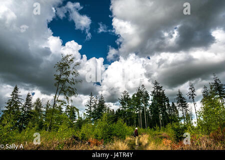 Forest walking, Primavera, con il vecchio uomo guardando e camicia al di sopra la sua spalla, albero basso orizzonte e grandi formazioni di nubi, East Lothian, Scozia, Regno Unito Foto Stock