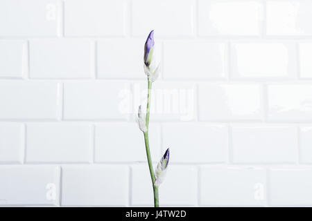 Non soffiati fiore iris contro un bianco muro di mattoni, close-up Foto Stock