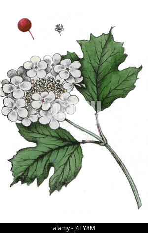 Viburnum opulus, noto anche come cespuglio europeo di mirtilli rossi, è un arbusto deciduo originario dell'Europa e di parti dell'Asia. È conosciuta per i suoi fiori bianchi, i bacche rosse e il valore ornamentale nei giardini e nei paesaggi. Foto Stock
