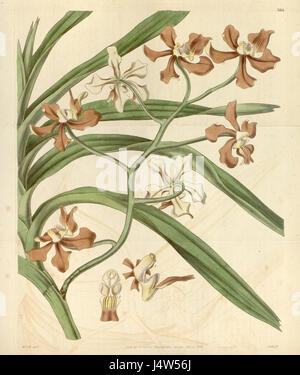 Questa illustrazione botanica tratta dalla pubblicazione di Curtis del 1835 raffigura l'orchidea concromatica di Vanda, precedentemente nota come Vanda roxburghii var. unicolore, che mostra le sue caratteristiche floreali e la sua classificazione uniche. Foto Stock