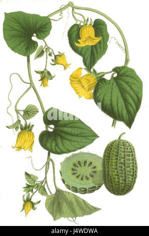 La Thladiantha dubia è una specie di piante in fiore della famiglia delle buurde, Cucurbitaceae. È originaria delle regioni tropicali e produce piccoli fiori verdi a forma di campana. Foto Stock