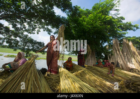 Gli agricoltori che separa le fibre di iuta dagli steli a Bhanga. Faridpur, Bangladesh. Foto Stock