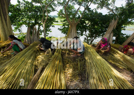 Gli agricoltori che separa le fibre di iuta dagli steli a Bhanga. Faridpur, Bangladesh. Foto Stock