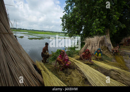 Gli agricoltori che separa le fibre di iuta dagli steli a Bhanga. Faridpur, Bangladesh. Foto Stock