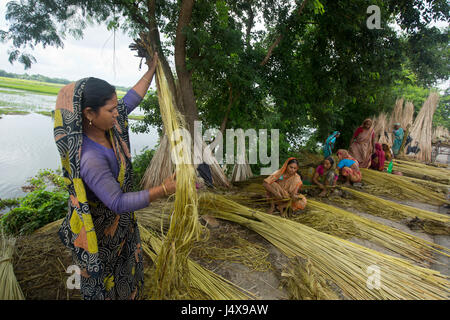 Gli agricoltori che separa le fibre di iuta dagli steli a Bhanga. Faridpur, Bangladesh. Foto Stock