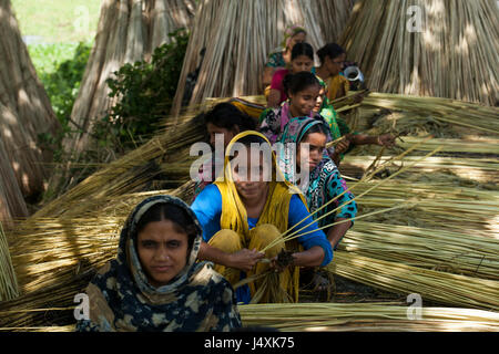 Gli agricoltori che separa le fibre di iuta dagli steli a Bhanga. Faridpur, Bangladesh. Foto Stock