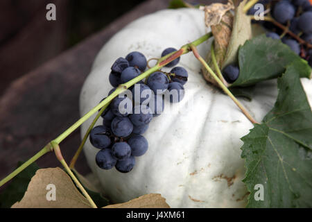 Giardino raccolto di homegrown produrre, esposto all'evento Dionisio cerimonia in Scitarjevo, Croazia, 15 Settembre Foto Stock