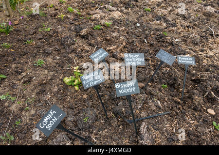 Helmsley Walled Garden una nuova dimostrazione appezzamento con letame equino pronto per piantare diverse varietà di zucche e zucche, con nome tag pronto. Foto Stock