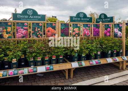 Un display di David Austin rose fornito in un garden center nel North Yorkshire Foto Stock