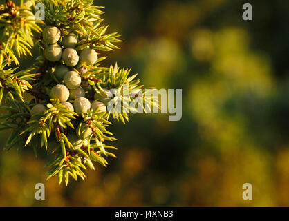 Giovani bacche di ginepro comune, Juniperus communis, in Kokar, nell isola di Aland, Finlandia. Foto Stock