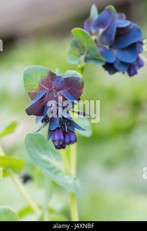 Cerinthe major Purpurascens . Honeywort / Blu impianti adibiti alla pesca di gamberetti / Blu fiore di cera Foto Stock