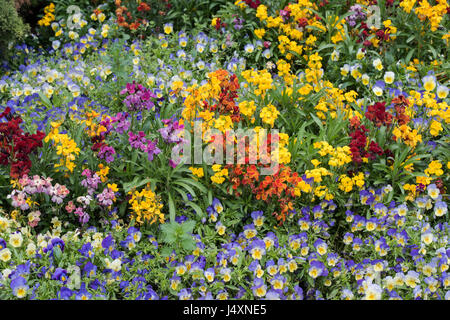 Erysimum. Wallflowers colorati in una molla confine. Regno Unito Foto Stock