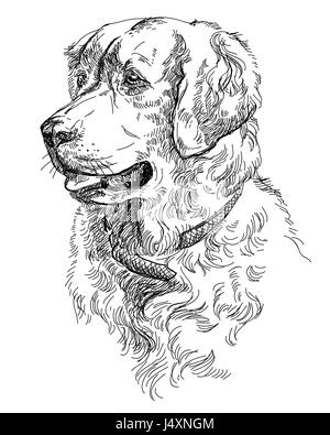 Ritratto di vettore di cane golden retriever in colore nero del disegno a mano illustrazione su sfondo bianco Illustrazione Vettoriale