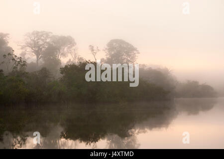 Misty per iniziare la giornata, alba sul fiume Rio delle Amazzoni Foto Stock