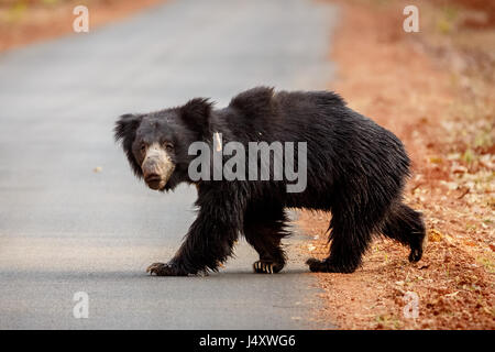 Orso di bradipo Foto Stock