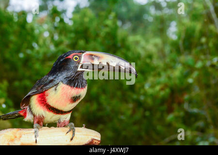 Una chiusura di un Aracari collare di mangiare un platano in Costa Rica Foto Stock