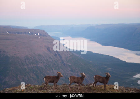 Neve Putorana rams (Putorana big horn rams). Kutaramakan. Animali endemiche dell altopiano Putorana. A nord della Russia. La Siberia. Riserva Putorana. La Russia. Foto Stock