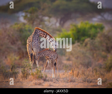 Il bacio. Madre giraffe bacia il bambino infermieristica Foto Stock