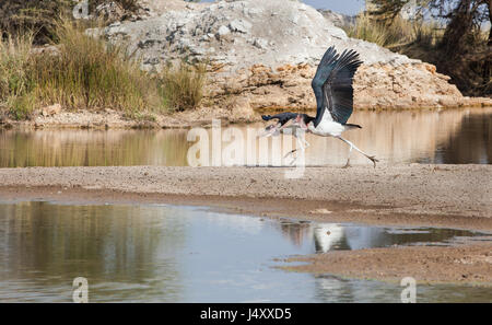 Due Marabou cicogne decollare dal lago poco profondo in Kilimanjaro, Tanzania Foto Stock