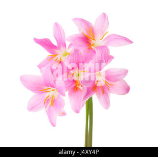 Cinque gigli rosa isolato su uno sfondo bianco. Rosy giglio di pioggia Foto Stock