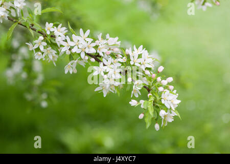 Malus transitoria, crabmela a foglia tagliata fiorita in un giardino inglese in primavera, Inghilterra, Regno Unito Foto Stock