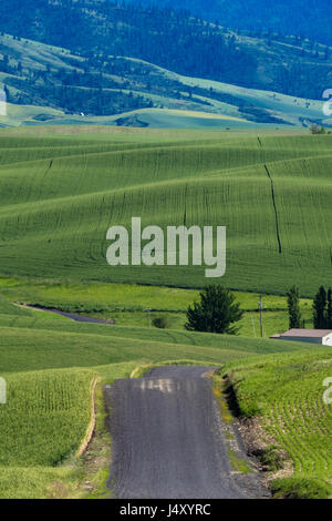 Strada di ghiaia passando attraverso campi di grano in regione Palouse dello stato di Washington orientale Foto Stock
