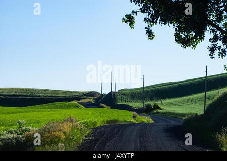 Strada di ghiaia passando attraverso campi di grano in regione Palouse dello stato di Washington orientale Foto Stock