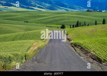 Strada di ghiaia passando attraverso campi di grano in regione Palouse dello stato di Washington orientale Foto Stock