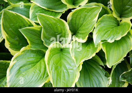 Giardino di piante Hosta Foto Stock