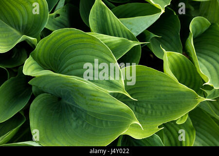 Giardino di piante Hosta Foto Stock