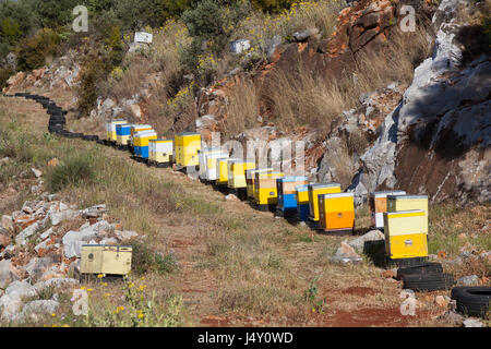 Molti giallo e blu di alveari in colline di mani sul peloponneso greco in primavera per la raccolta del miele Foto Stock