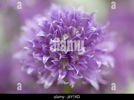 Chiudere guardare, macro vista sulla bella viola erba cipollina fiore in fiore di ingannare Foto Stock