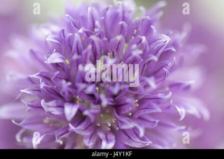 Chiudere guardare, macro vista sulla bella viola erba cipollina fiore in fiore di ingannare Foto Stock